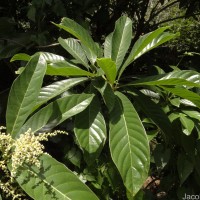 Meliosma simplicifolia (Roxb.) Walp.